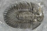 Detailed Scabriscutellum Trilobite - Morocco #359157-1